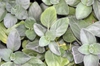 leaves