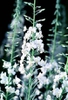 Dictamnus albus