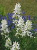 Dictamnus albus