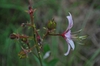 Dictamnus albus