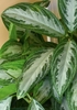 Variegated large white and green leaves