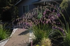 Dierama pulcherrimum