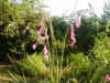 Arching stems