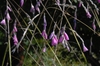 Dierama pulcherrimum