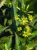 Diervilla sessilifolia