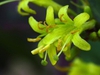 Diervilla sessilifolia