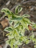 Diervilla sessilifolia