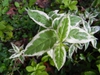 Diervilla sessilifolia