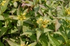 Diervilla sessilifolia