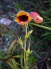 Flower and leaves