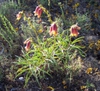 Flower and leaves