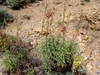 leaves and flowers
