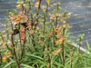 leaves and flowers