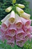Close-up of raceme of pink, tubular flowers with spots inside.