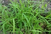 Form