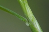 Stalk and leaf sheath