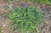 Form