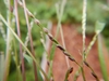 Closeup of spikelets