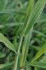 Hairs on the sheath