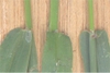 Ligula