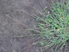 Plant with seeds