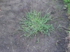 Whole plant