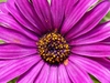 Dimorphotheca sinuata
