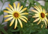 Dimorphotheca sinuata