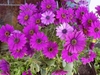 Dimorphotheca sinuata