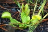 Rosette plant with green traps. A prey item is visible in one.