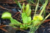 Dionaea muscipula