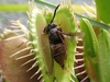 Close-up photo of a resetting trap with a dead wasp inside.