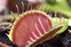Close-up on a gaping red trap. 3 trigger hairs are visible.