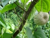 Vine with tan fruits