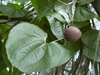 Leaf and fruit