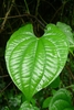 Leaf detail