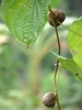 Vine with brown fruits