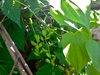 Dioscorea villosa