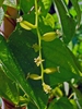 Dioscorea villosa
