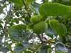 Diospyros kaki 'fuyu'