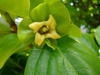Diospyros kaki 'fuyu'