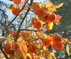 Diospyros kaki 'fuyu'
