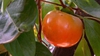 Diospyros kaki 'Hana Gosho'