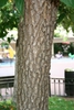 Gray bark