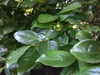 leaves