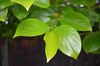 leaves