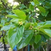 leaves