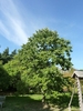 Tree with semi-open crown and green leaves.