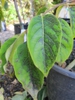 leaves