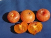 Diospyros virginiana 'C-100'